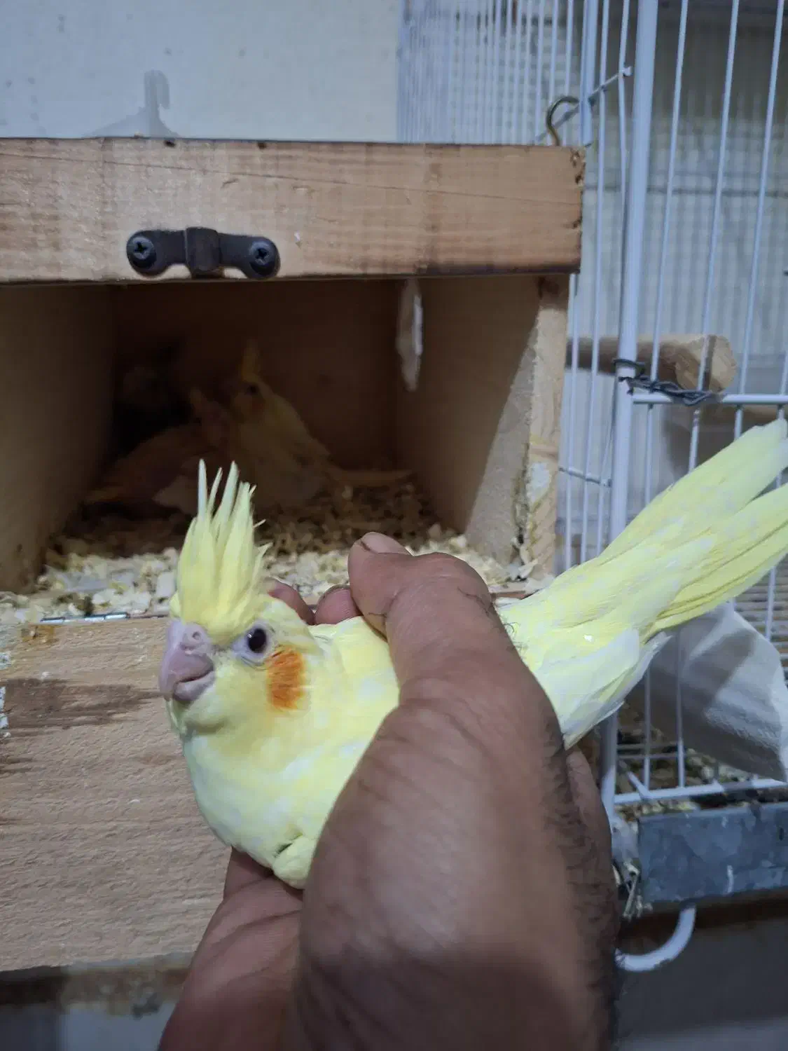 جوجه عروس هلندی|پرنده|ساری, |دیوار