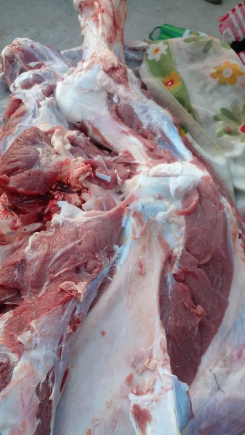 ق ص ا ب سلاخ تعدادوتکی کشتار درمحل گوسفندگوسال بز|خدمات پذیرایی، مراسم|بروجرد, |دیوار