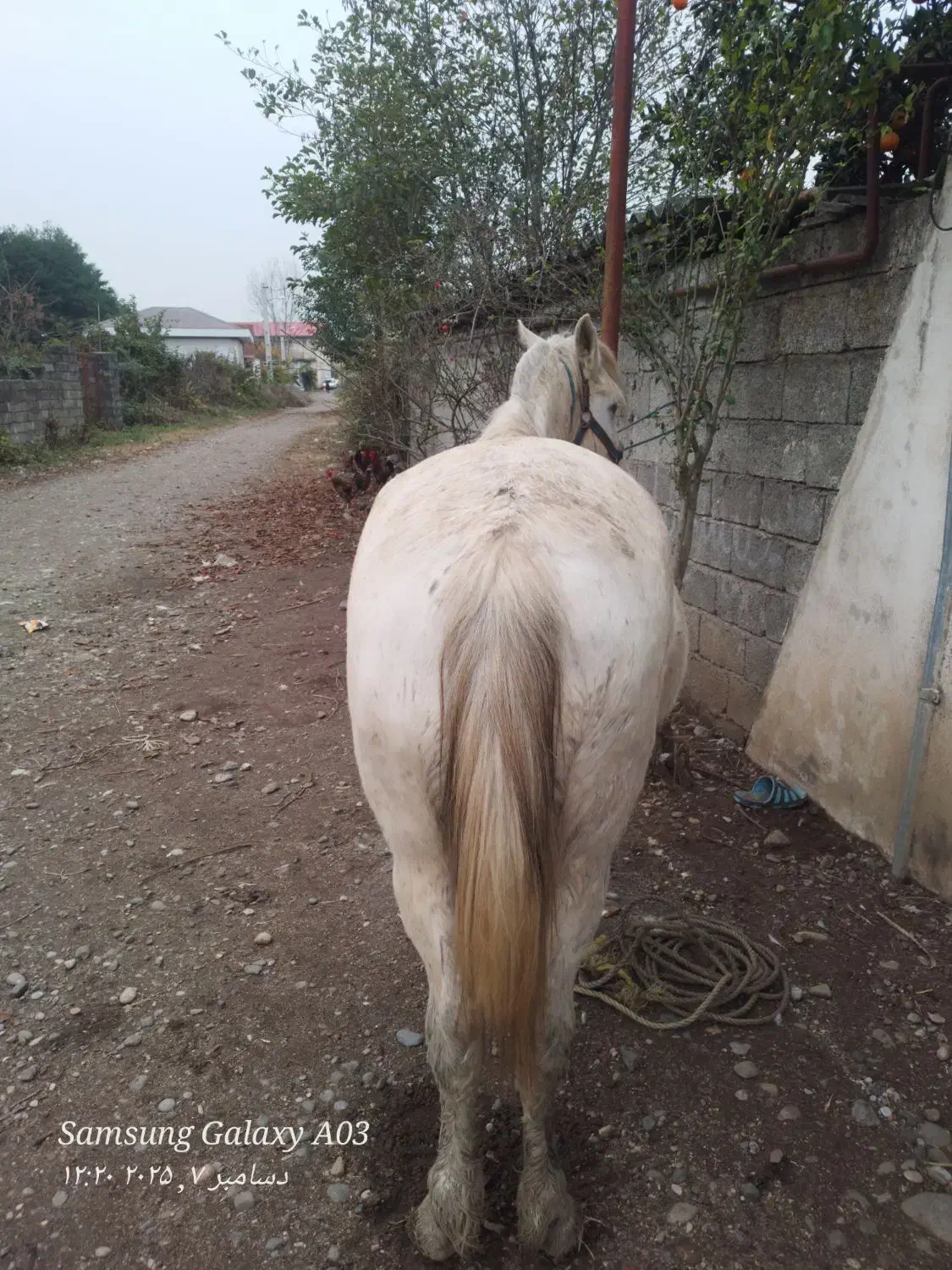 مادیان ۸سال ابستن|اسب و تجهیزات اسب‌سواری|کلاچای, |دیوار