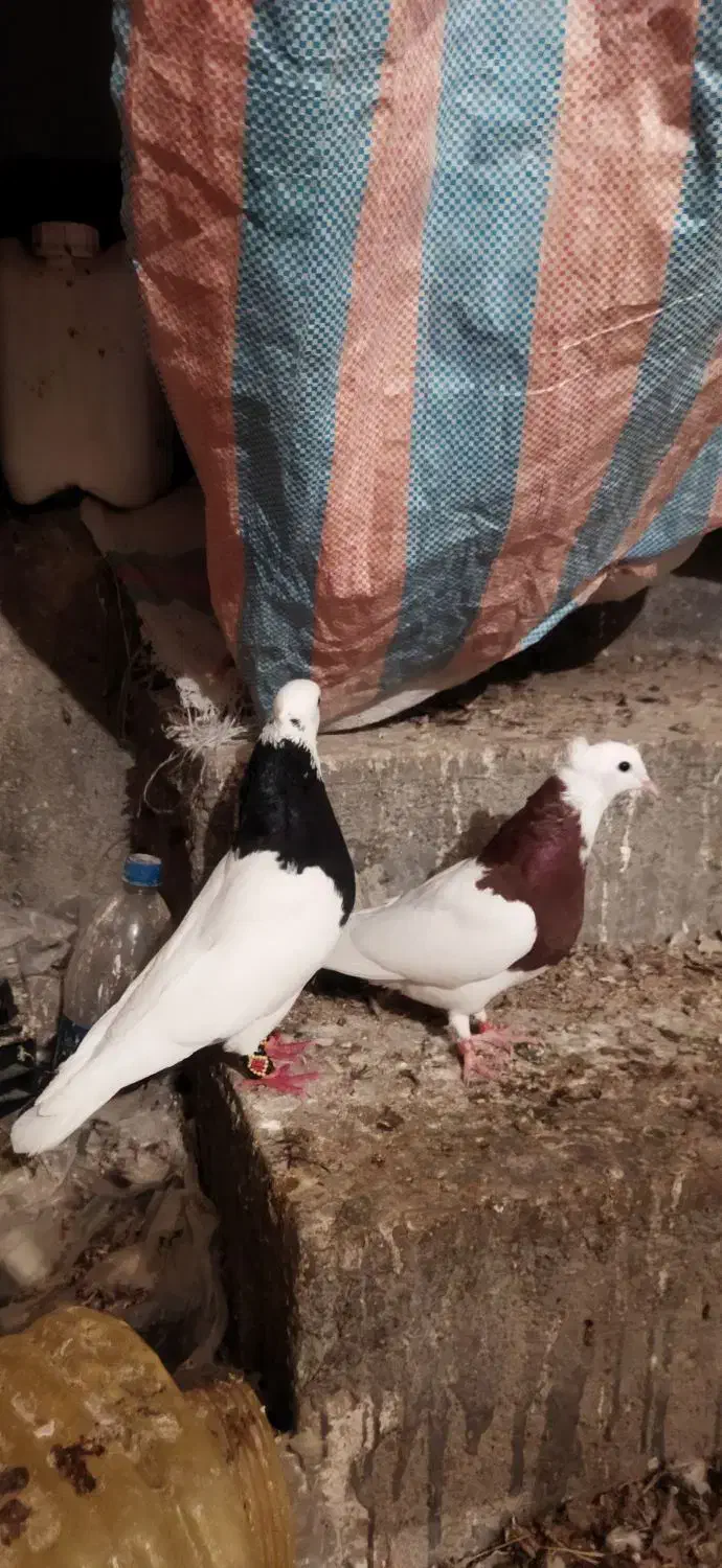 طوقی|پرنده|نورآباد ممسنی, |دیوار