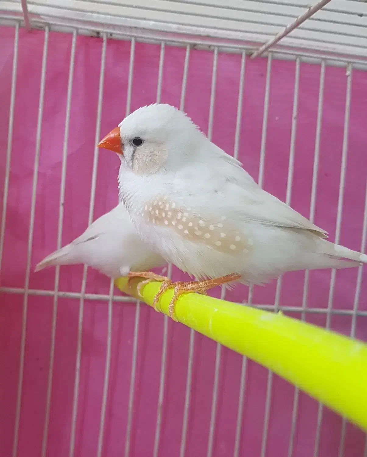 تعدادی فنچ بالغ و جوجه به فروش میرسد|پرنده|مشهد, سمزقند|دیوار