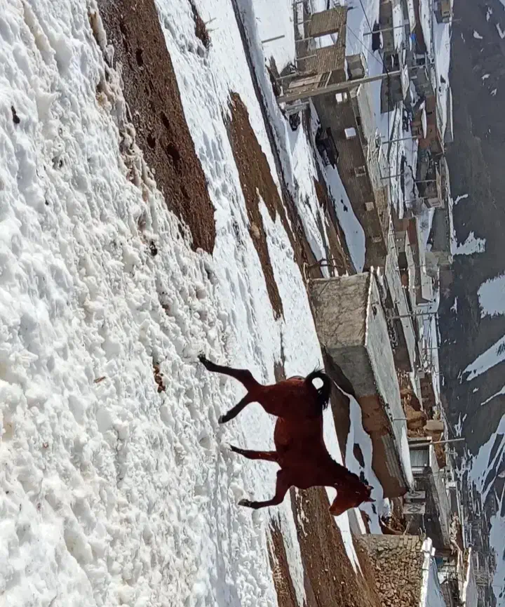 فروش اسب|اسب و تجهیزات اسب‌سواری|سارال, |دیوار