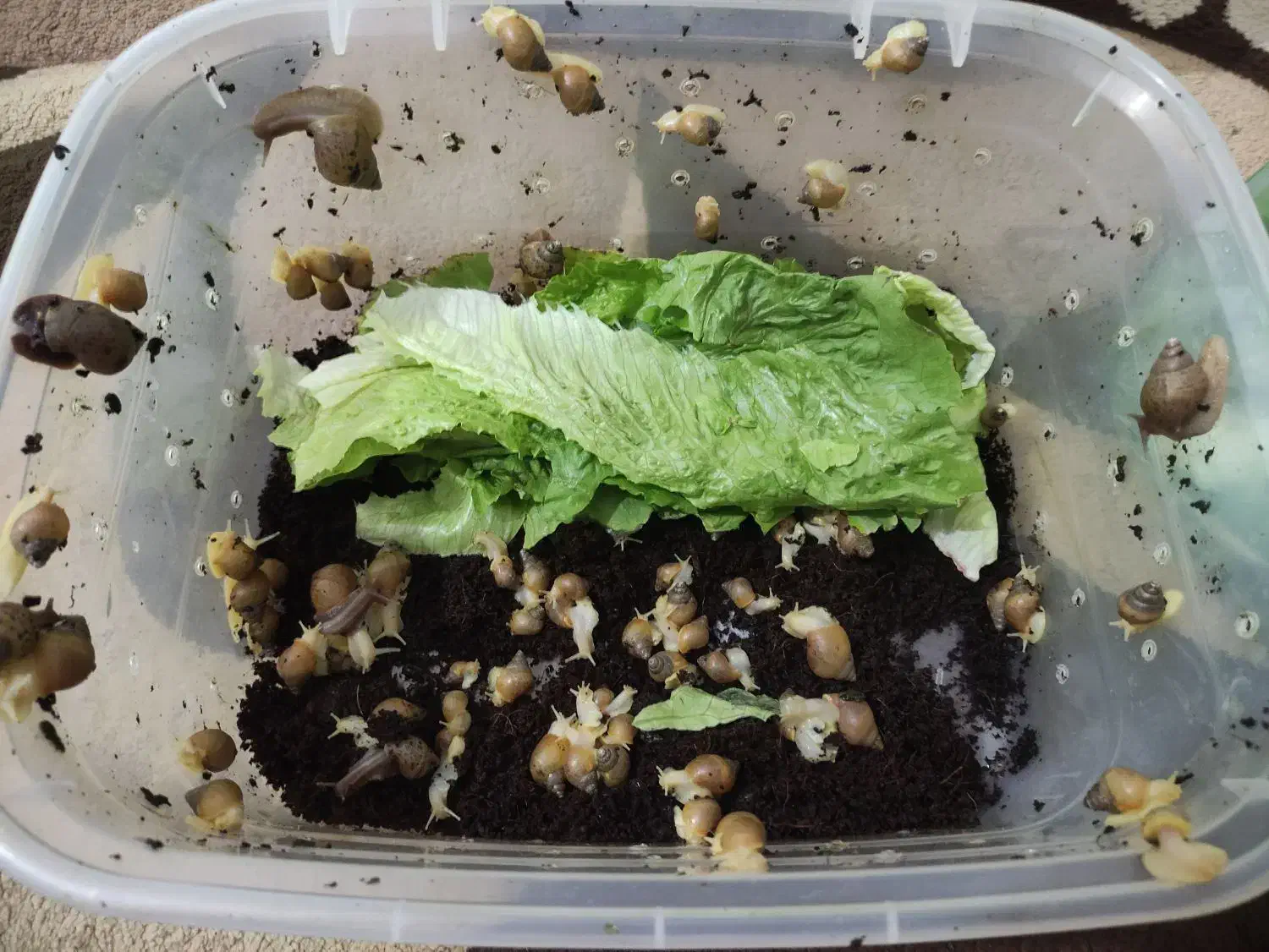 حلزون آلبینو|خزنده|ارومیه, |دیوار