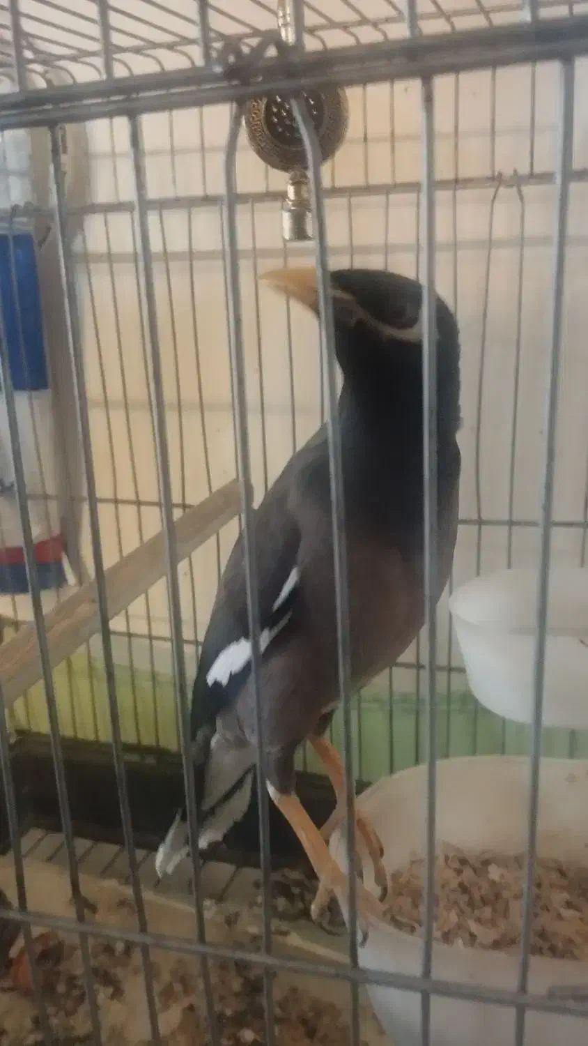 پرنده|پرنده|تهران, ارامنه|دیوار