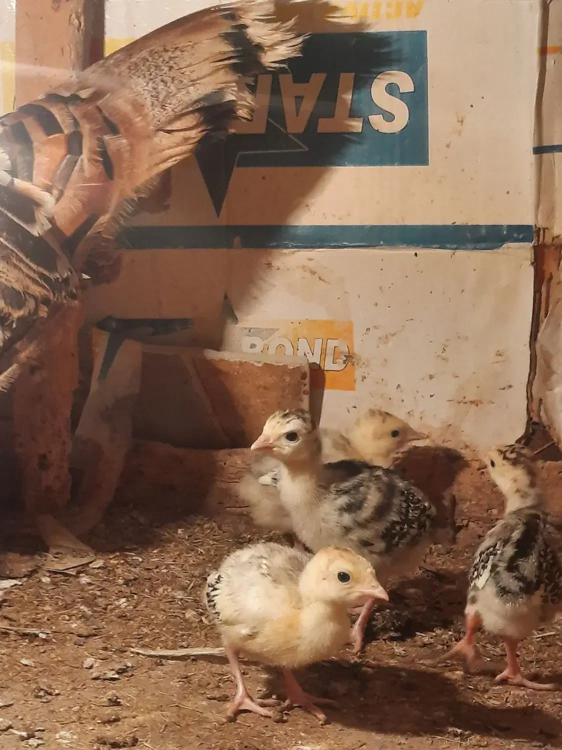 جوجه بوقلمون برنز|حیوانات مزرعه|شلمان, |دیوار