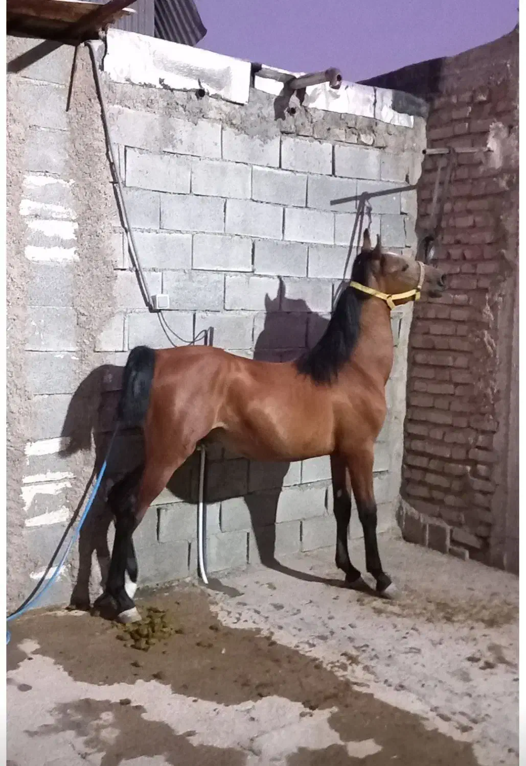 فروش یک کره نر و یک کره ماده|حیوانات مزرعه|زرقان, |دیوار