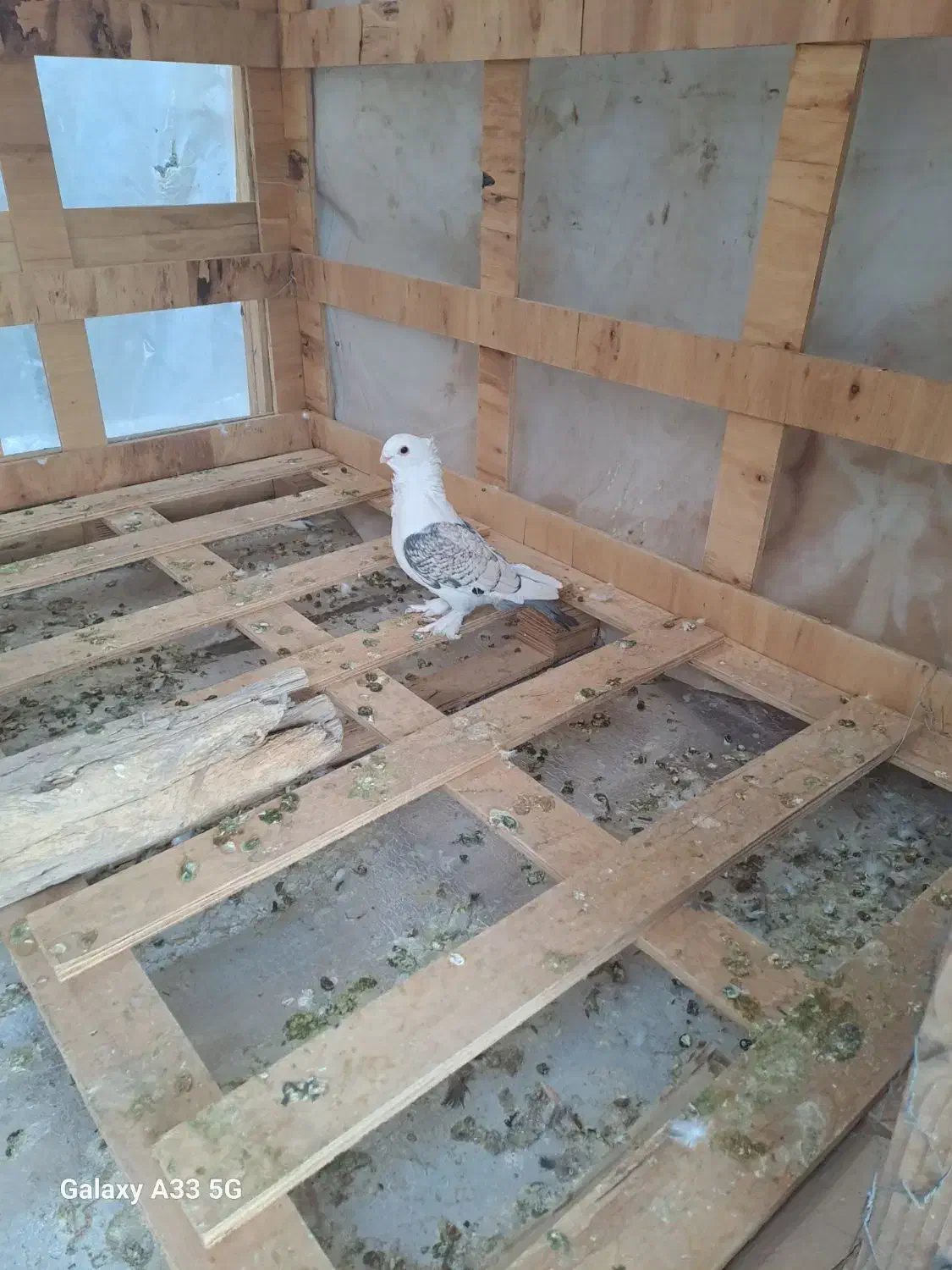 کبوتر|پرنده|شیراز, محراب|دیوار