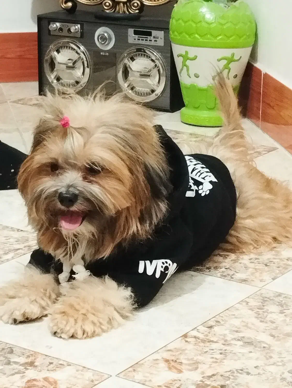 گمشده پاپی|سگ|کیار, |دیوار