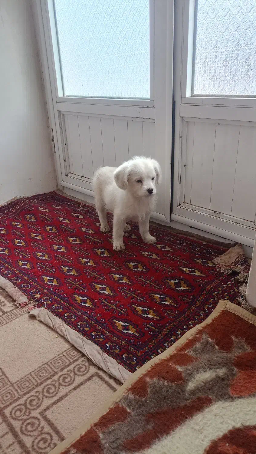 پاکوتا|سگ|صوفیان, |دیوار