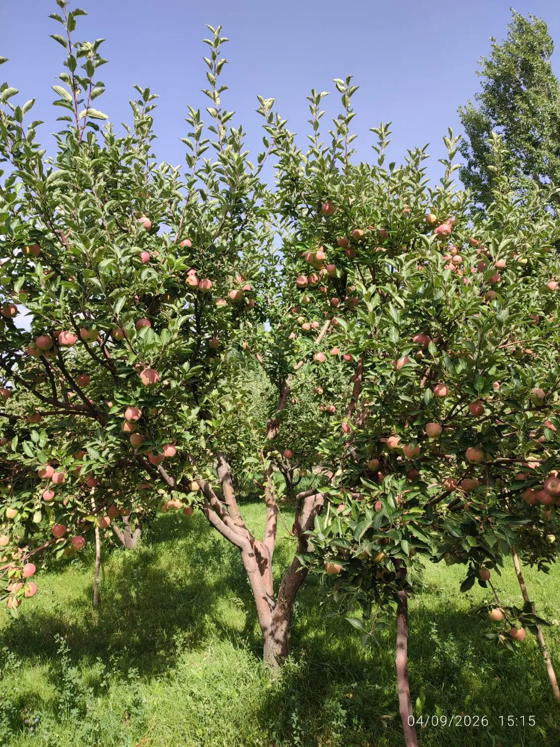 سیب ا|خوردنی و آشامیدنی|زنجان, |دیوار