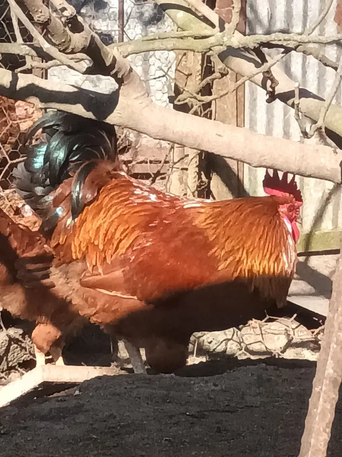 خروس محلی قرمز ویک ساله یه شاه خروس سالم|حیوانات مزرعه|چابکسر, |دیوار