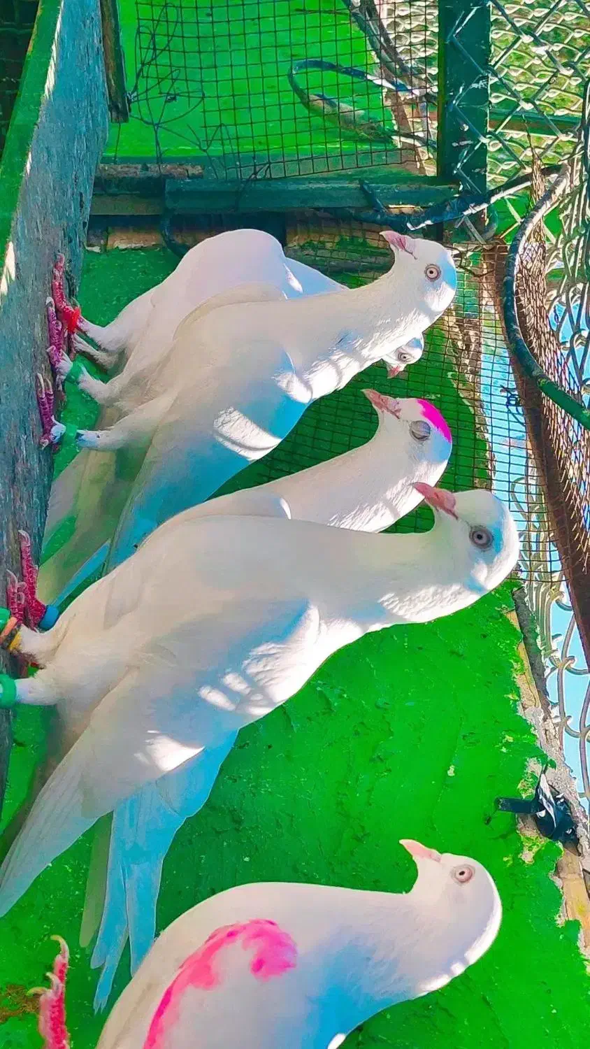 پاکستانی کبوتر دو رقمی هوش قوی با گارانتی|پرنده|فشم, |دیوار