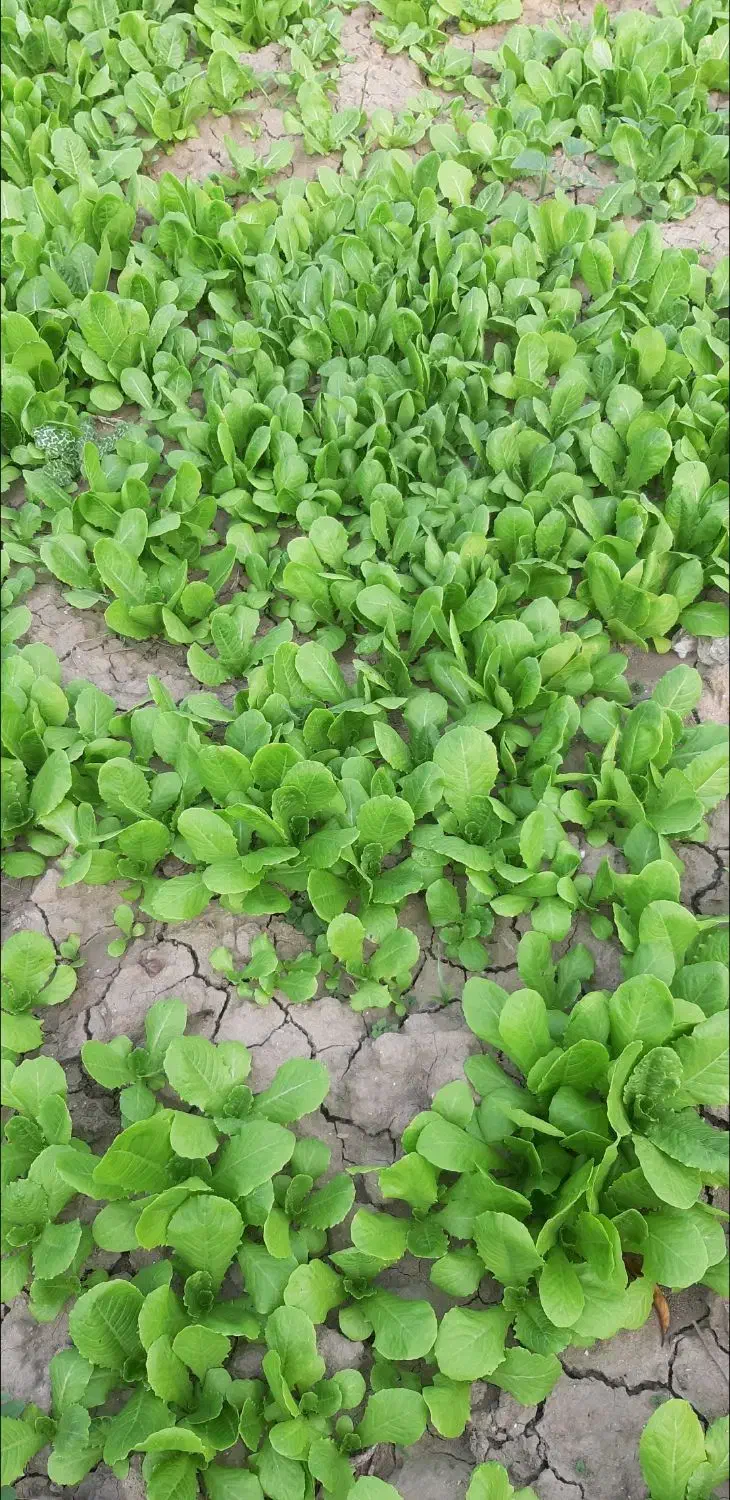 نهال کاهو|گل و گیاه طبیعی|نکا, |دیوار