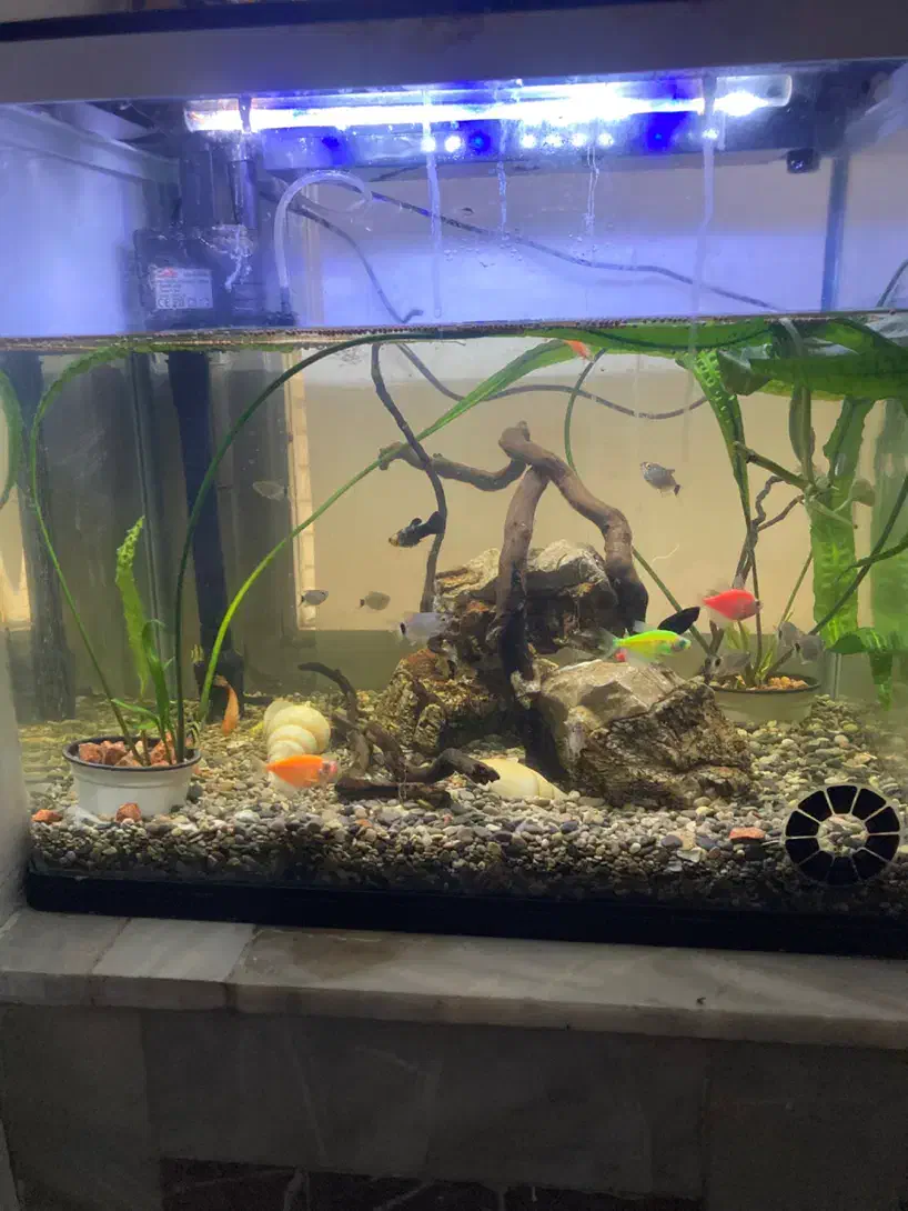 آکواریوم با تمامی وسایل|ماهی|شاهین‌شهر, گزبرخوار|دیوار