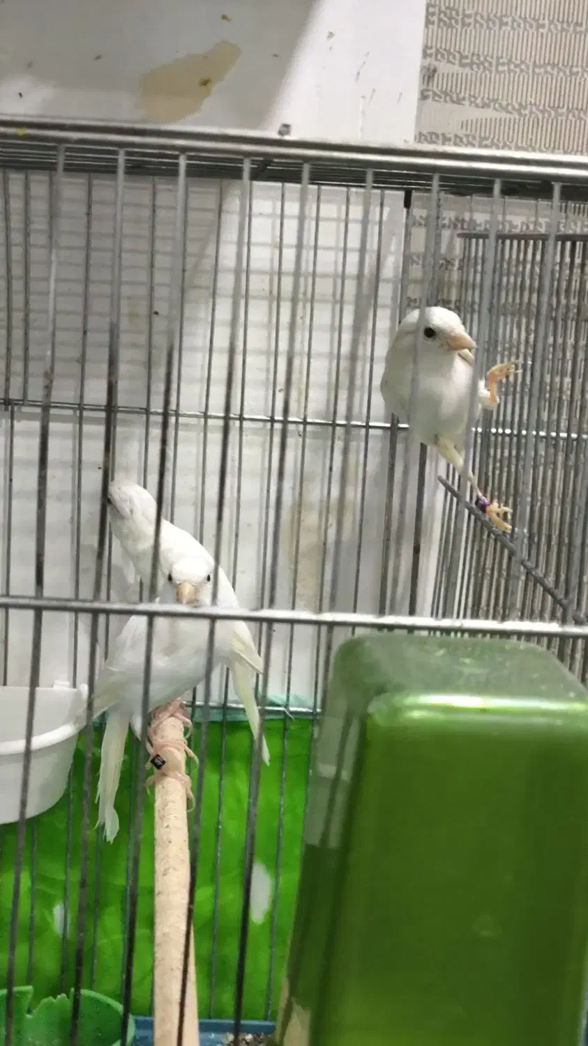 قناری|پرنده|شیراز, کوشک میدان|دیوار