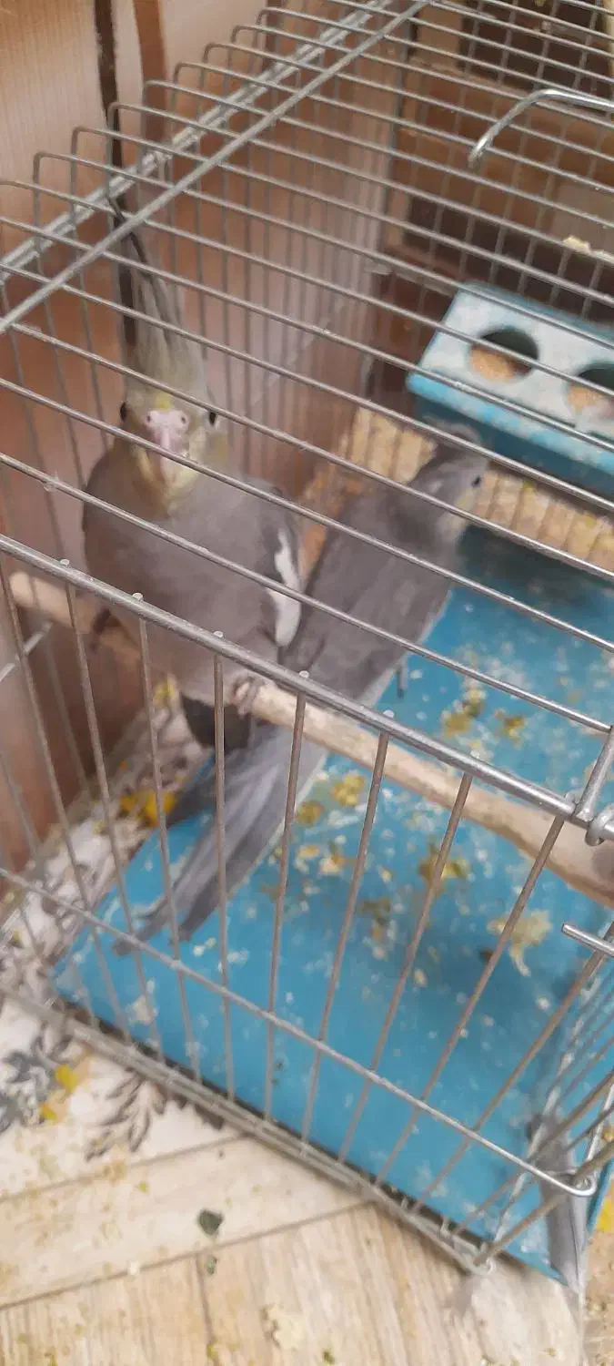 فروش جوجه عروس هلندی|پرنده|یاسوج, |دیوار