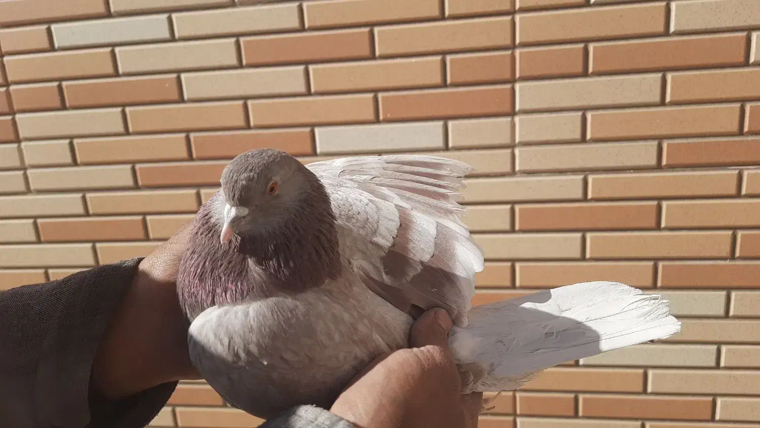 کبوتر پرشی|پرنده|مبارکه, |دیوار