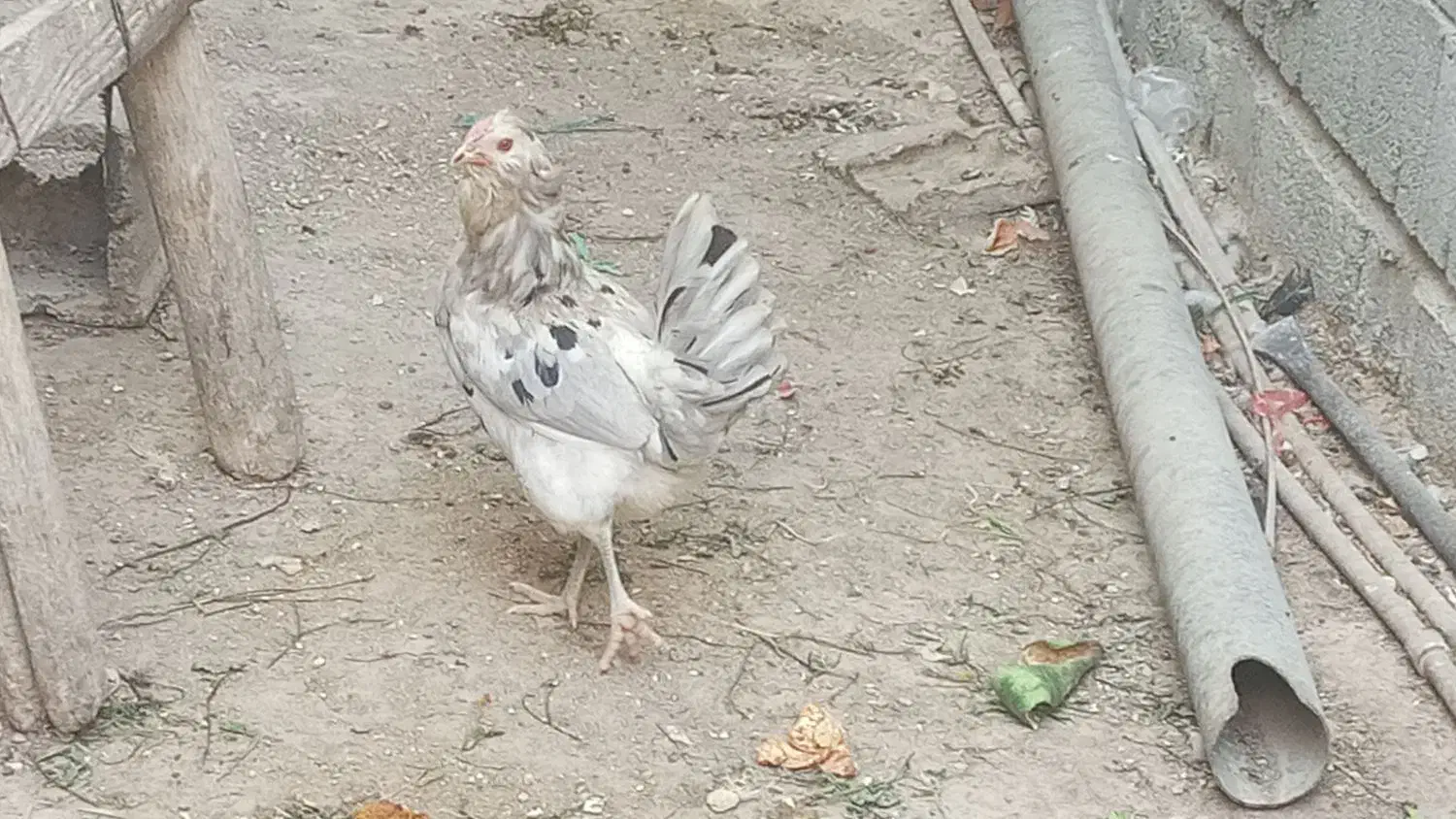 مرغ گلین طوسی|حیوانات مزرعه|آبدان, |دیوار