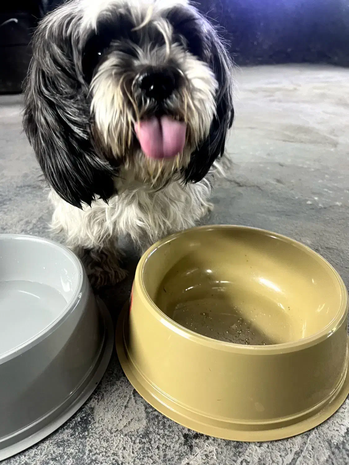 شیتزو ۶ ماهه|سگ|کرمان, |دیوار