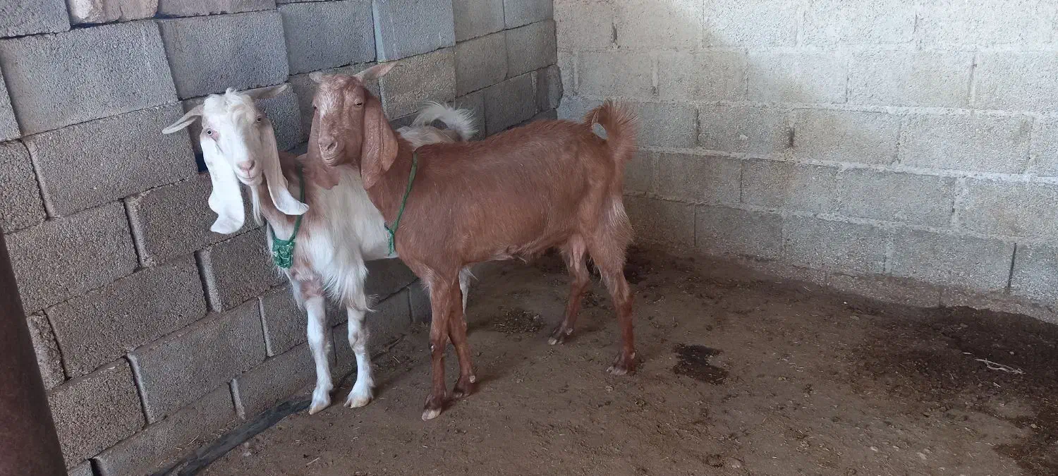 فروش بز دورگ آبستن|حیوانات مزرعه|گله دار, |دیوار