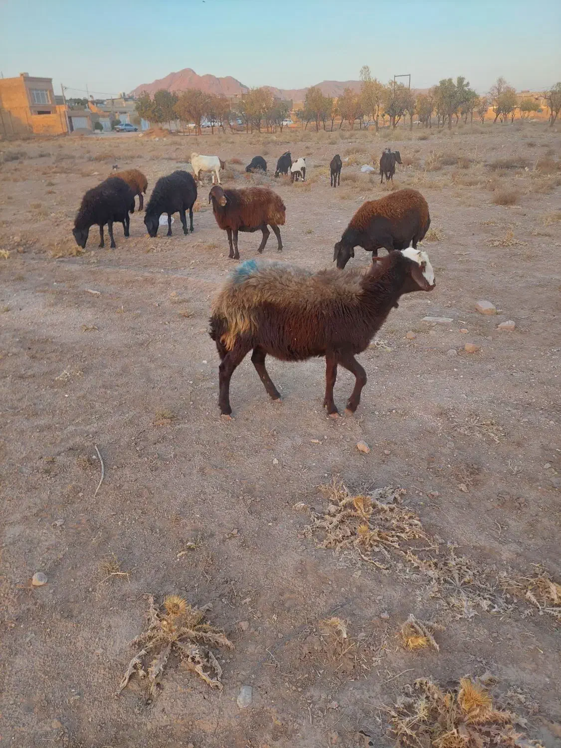 کاور|حیوانات مزرعه|تربتحیدریه, یحیی آباد|دیوار