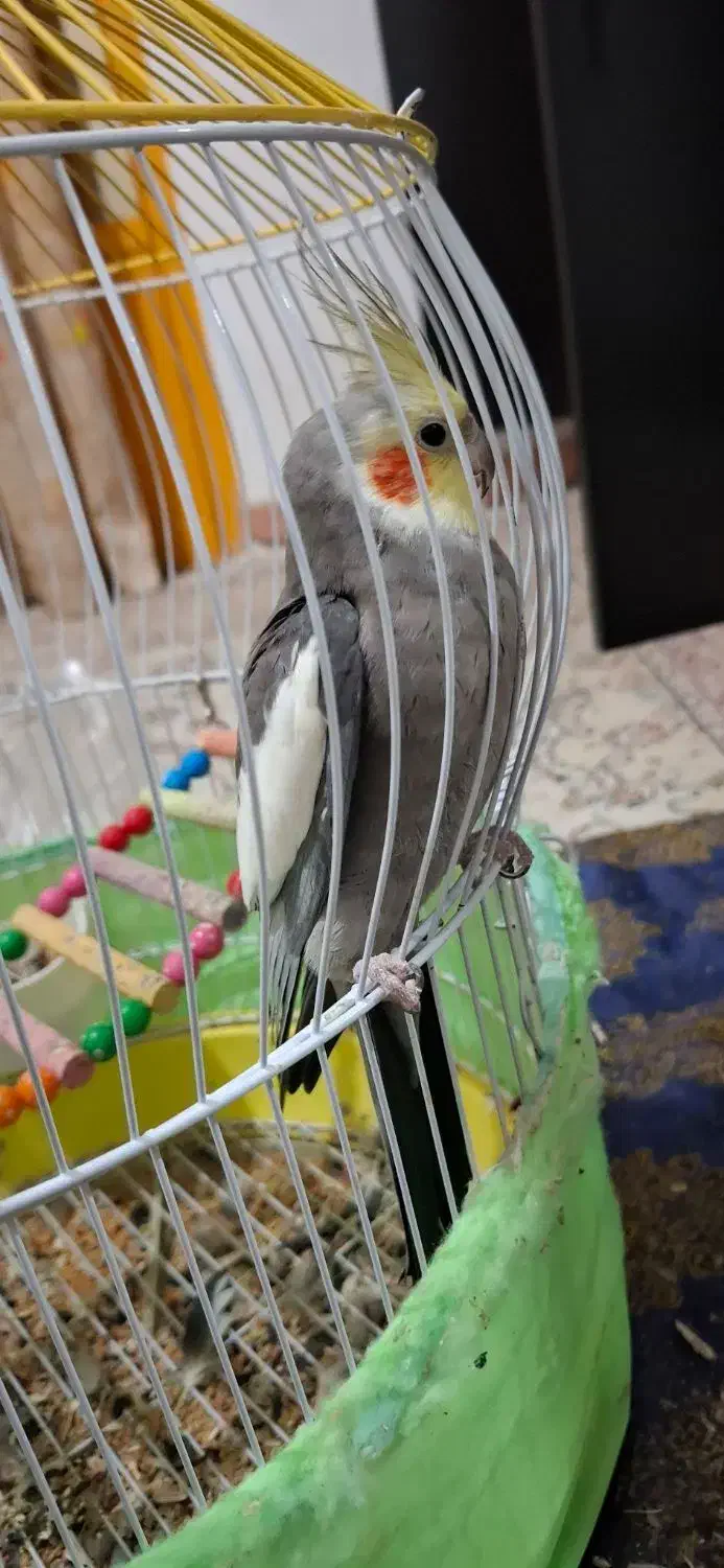 عروس هلندی نر سخن گو|پرنده|تالش, هشتپر|دیوار