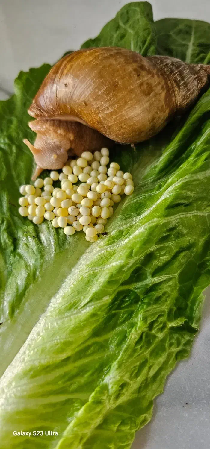 فروش حلزون|خزنده|اردبیل, |دیوار