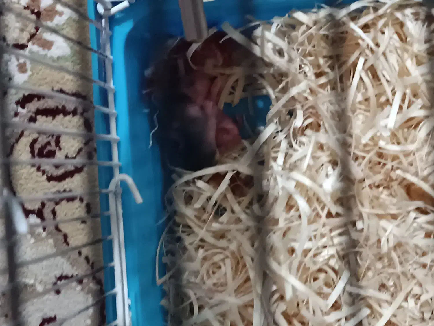 حیوان خانگی|موش و خرگوش|تبریز, |دیوار