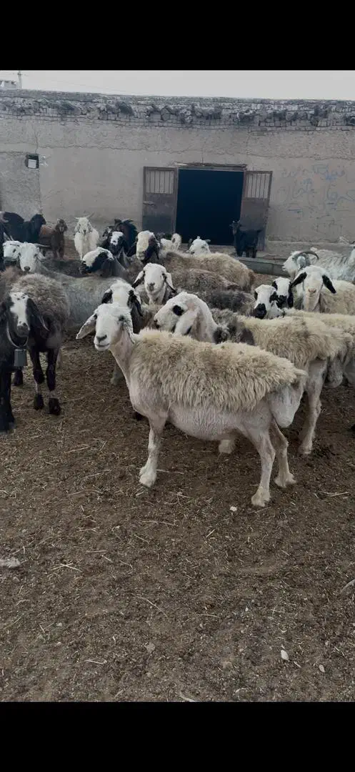 میش داشتی|حیوانات مزرعه|سده (فارس), |دیوار