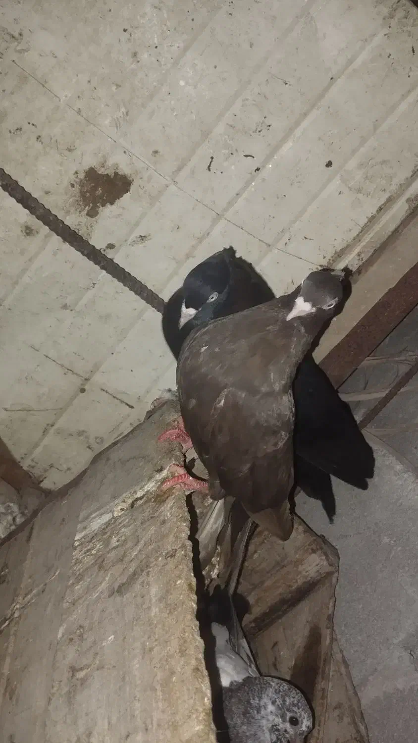 یک جفت زاغ|حیوانات|چمران, |دیوار