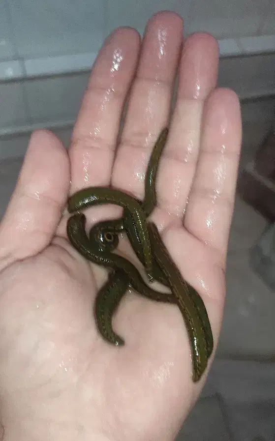 زالوی طبی استریل در تمام سایزها|آرایشی، بهداشتی، درمانی|اسکو, |دیوار