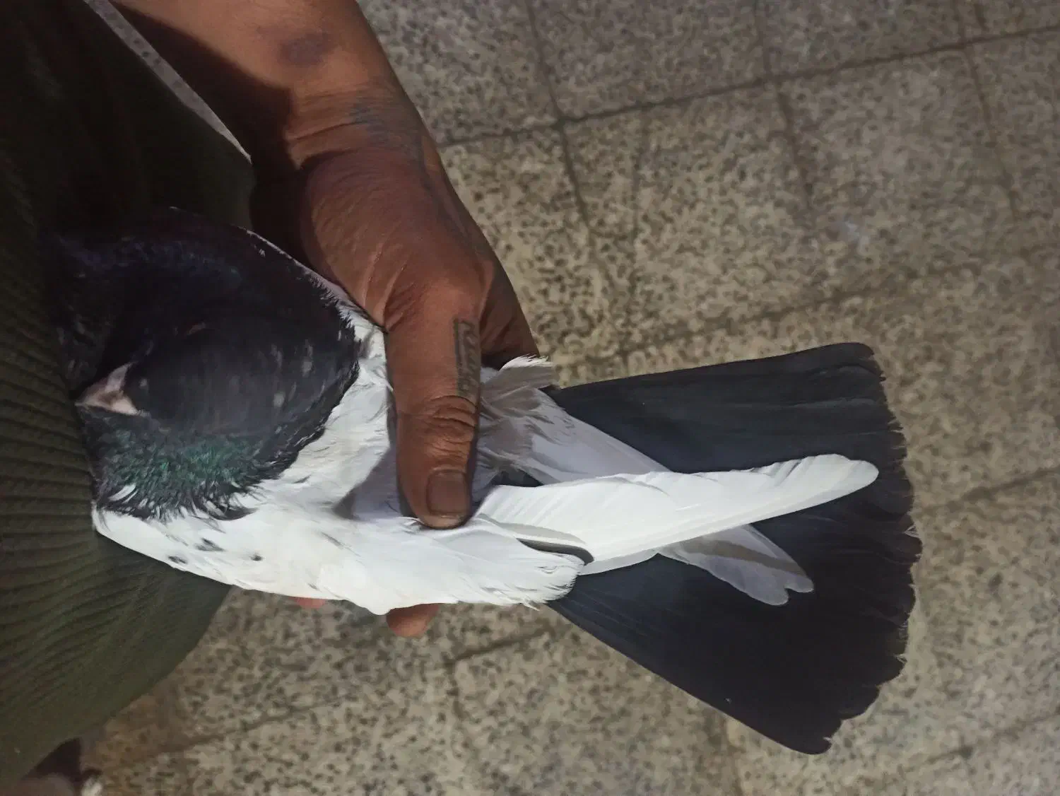 جفت سینه ای|پرنده|چمران, |دیوار