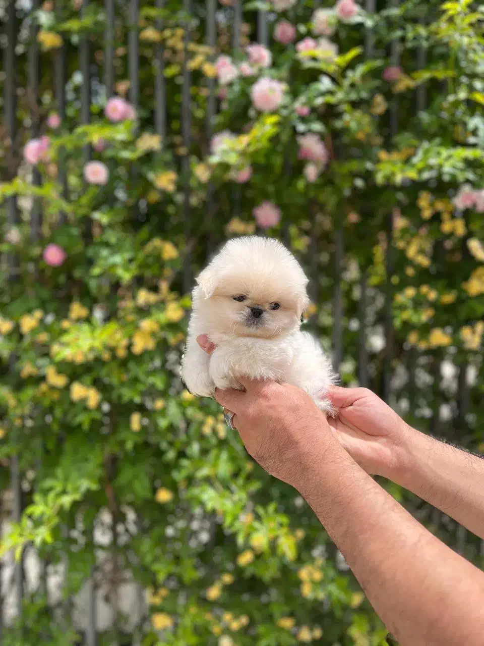 سگ فنجونی تیکاپ سایز و گربه|سگ|تهران, شهرک غرب|دیوار