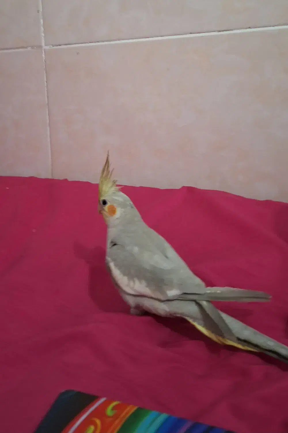 پرنده گمشده|اشیا|اهواز, بیست متری شهرداری|دیوار