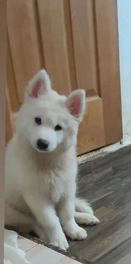 سامویید|سگ|آستارا, |دیوار