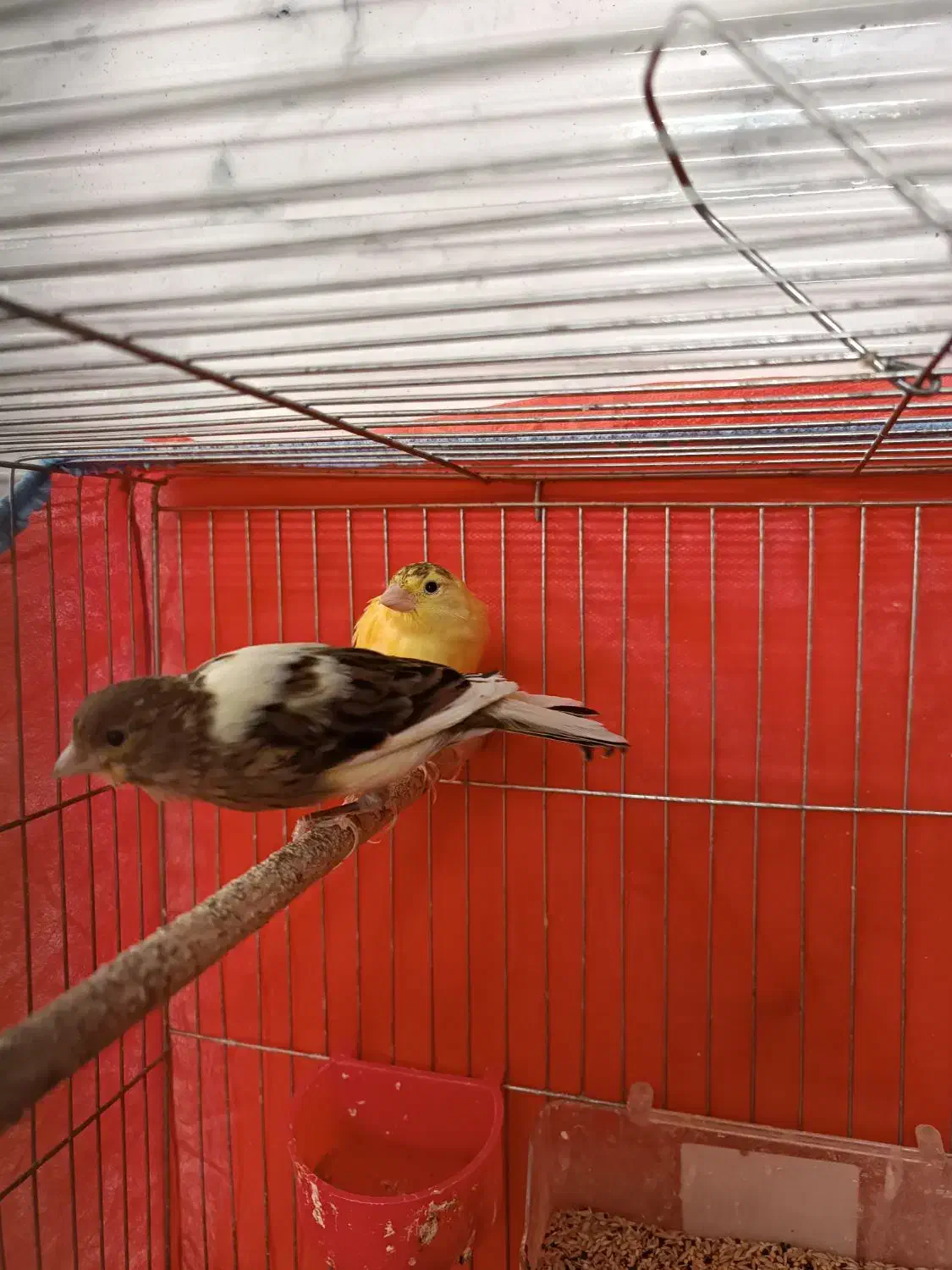 ماده قناری|پرنده|یزد, |دیوار