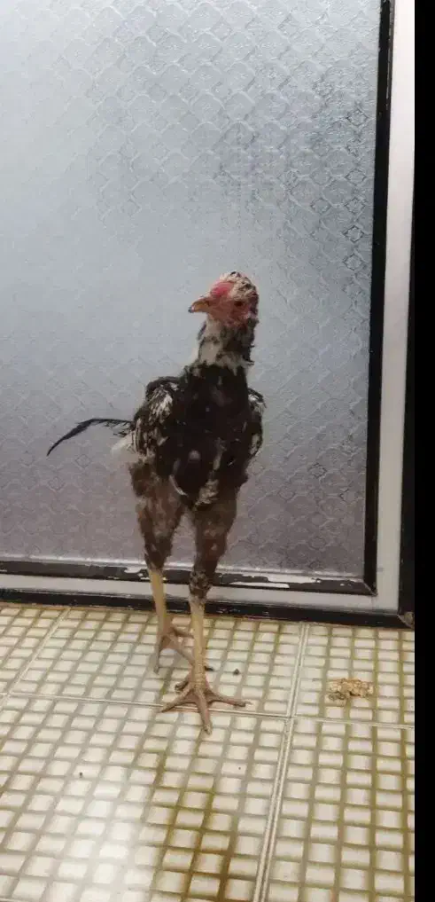 جوجه خروس لاری دو رگ|حیوانات مزرعه|چابهار, |دیوار