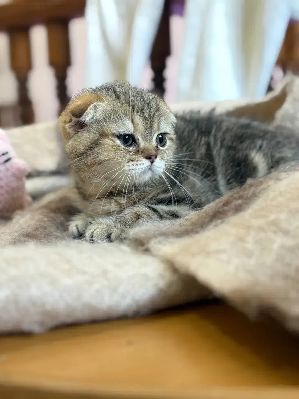 اسکاتیش ماربل گلد|گربه|رشت, گلسار|دیوار