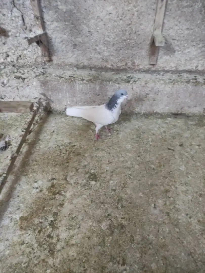 شهری سبز|پرنده|شیراز, تندگویان|دیوار