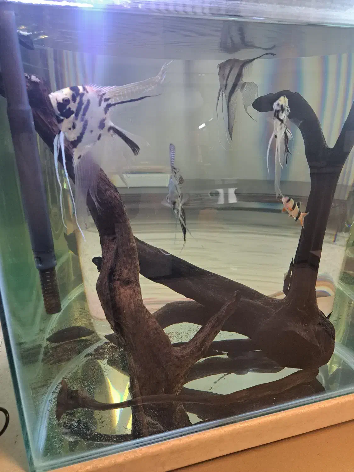 ماهی انجل وغیره..|ماهی|ری, اقدسیه|دیوار