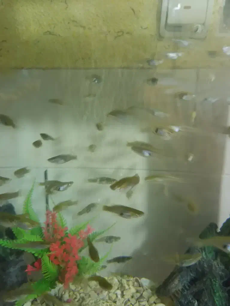 ماهی ماهی گوپی|ماهی|سیرجان, |دیوار