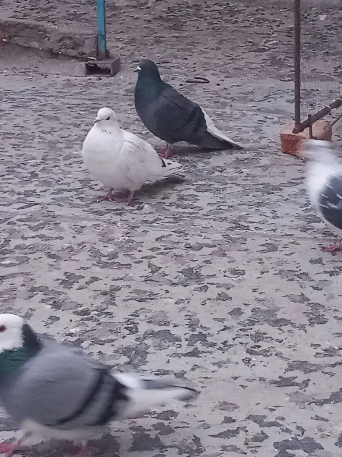 کبوتر|پرنده|اردبیل, |دیوار