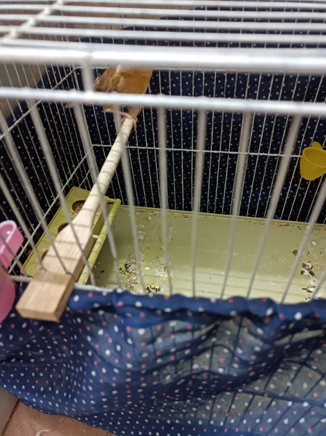 معاوضه فوری یک عدد قناری ماده آماده|پرنده|اصفهان, خانه اصفهان|دیوار