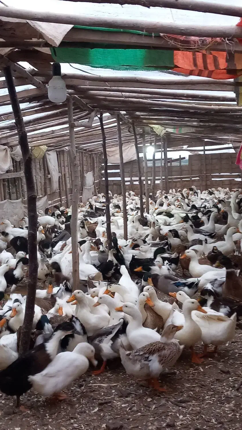 اردک فروش فوری قیمت مناسب|حیوانات مزرعه|چاف و چمخاله, |دیوار