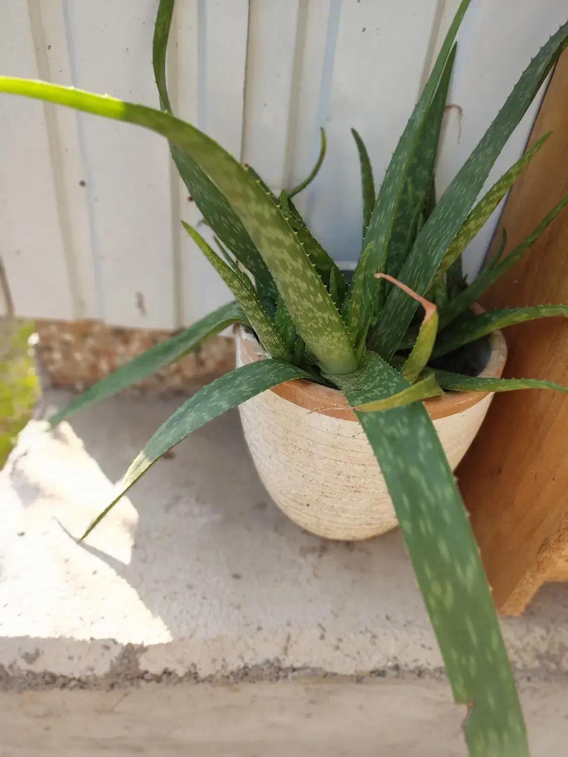 تعدادی گل به فروش میرسد|گل و گیاه طبیعی|کیاشهر, |دیوار