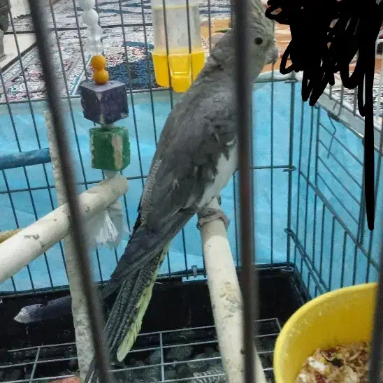 عروس هلندی ماده|پرنده|رفسنجان, |دیوار