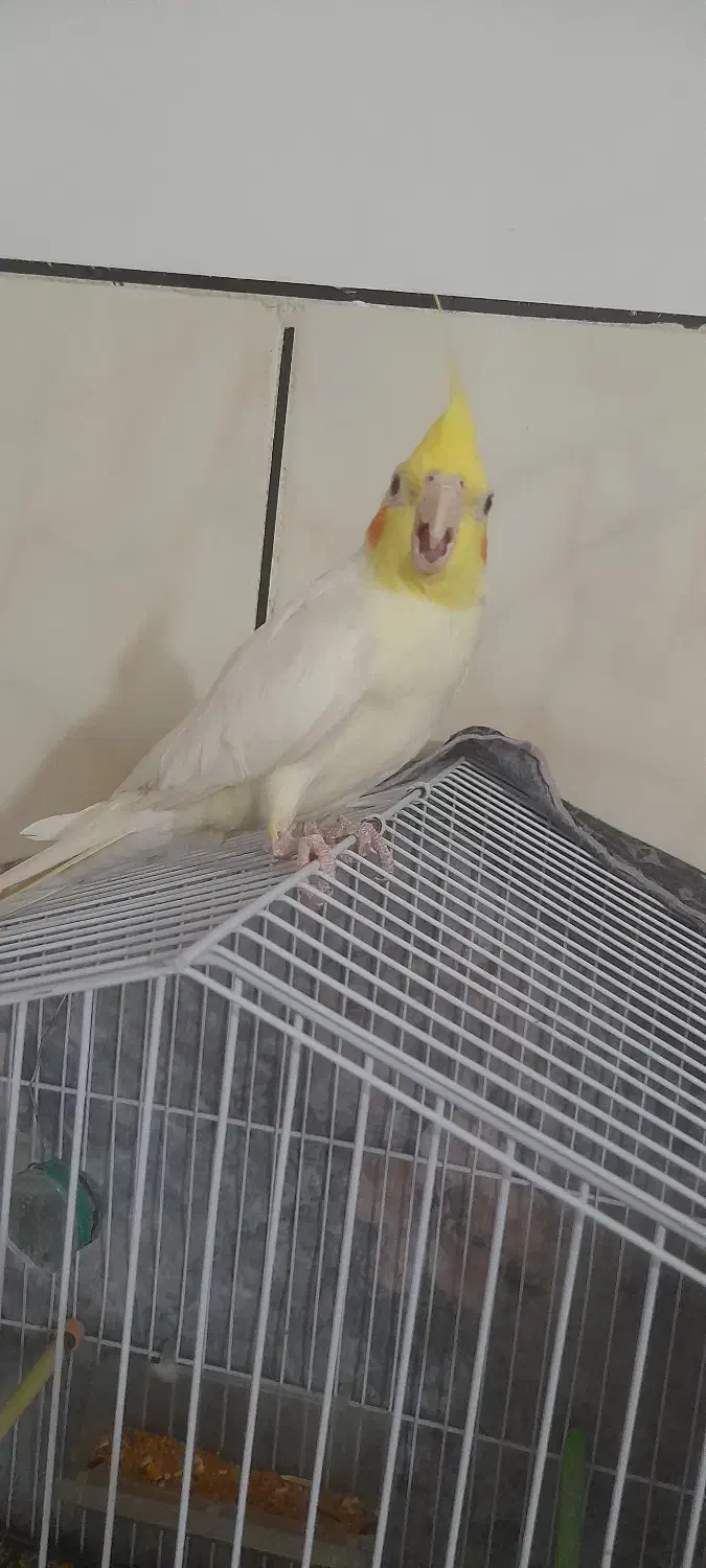 عروس هلندی جوجه ۵ماه|پرنده|شاهرود, |دیوار