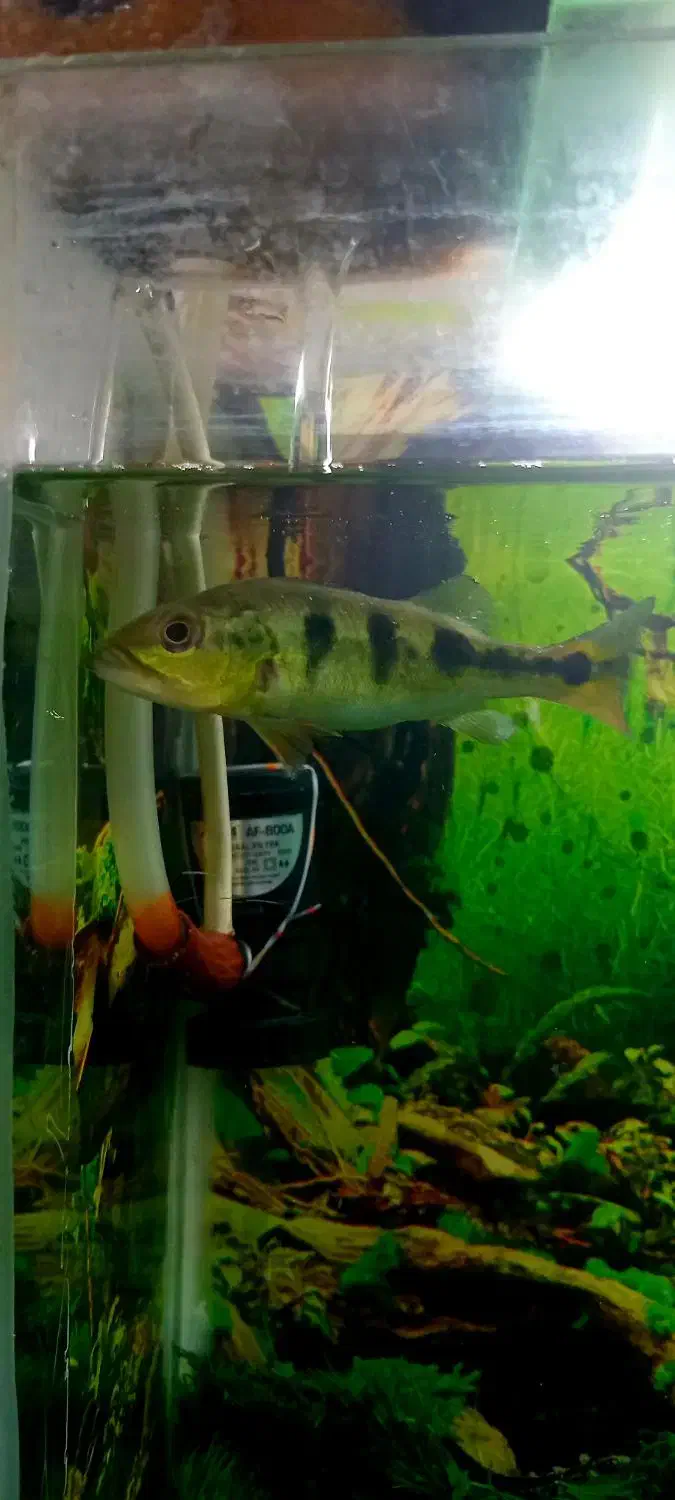 پولی و پیکاک و لجن خوار|ماهی|چناران, |دیوار