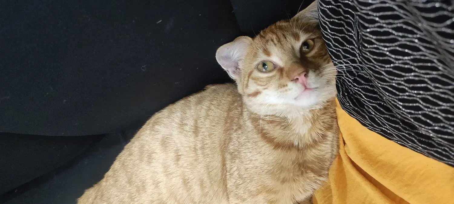 واگذاری گربه|گربه|قم, شهرک فاطمیه|دیوار