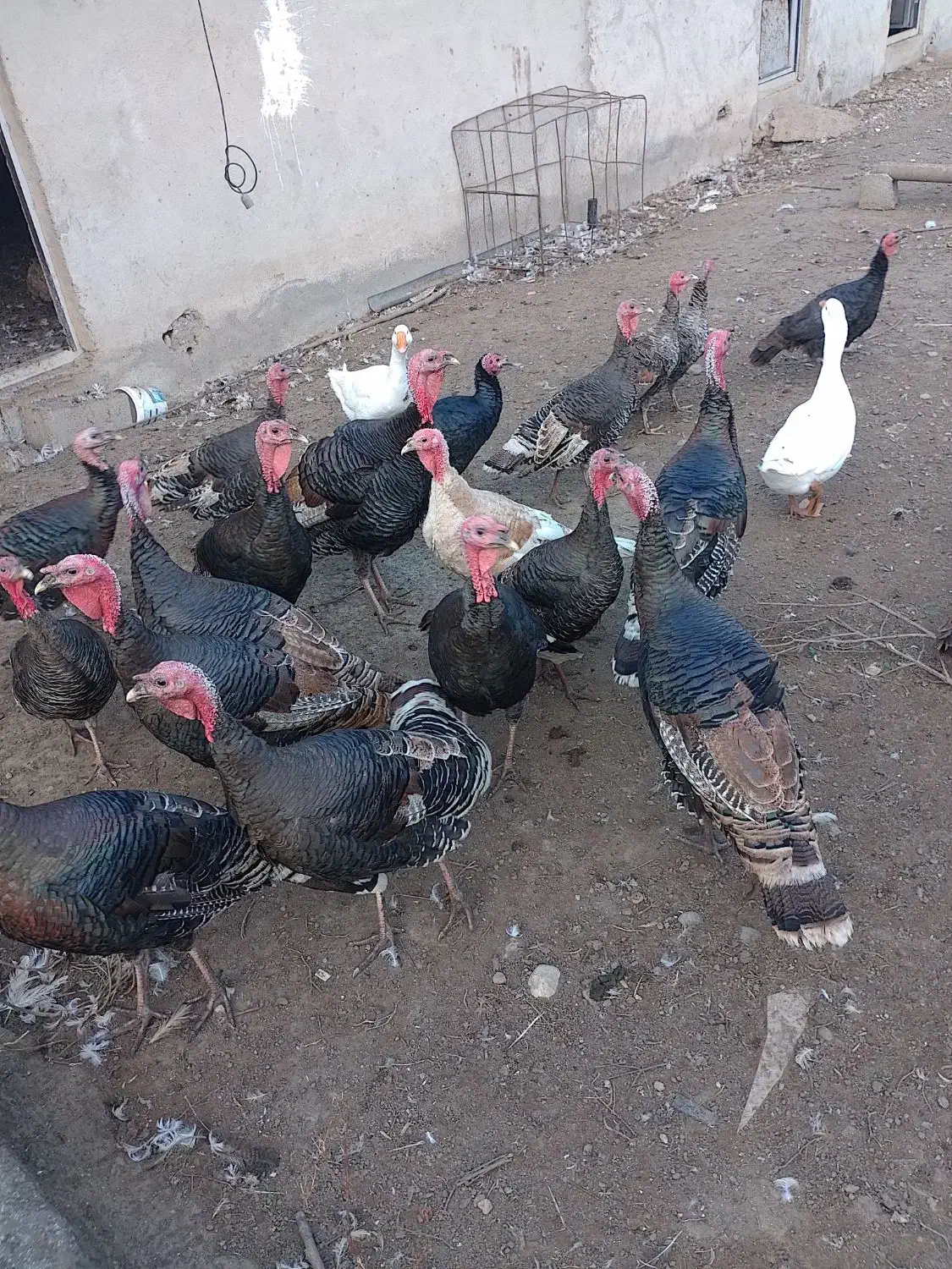 فروش بوقلمون|حیوانات مزرعه|لیسار, |دیوار